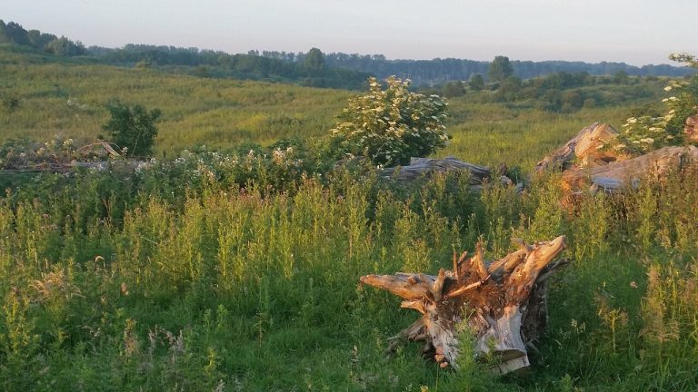 Wandeling in Buytenpark — Natuur in Zoetermeer